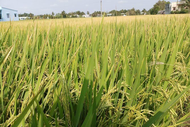 Best Private Tour Cu Chi Tunnels and Mekong Delta Full Day - Ben Tre Province and the private rowing trip in Tan Thach