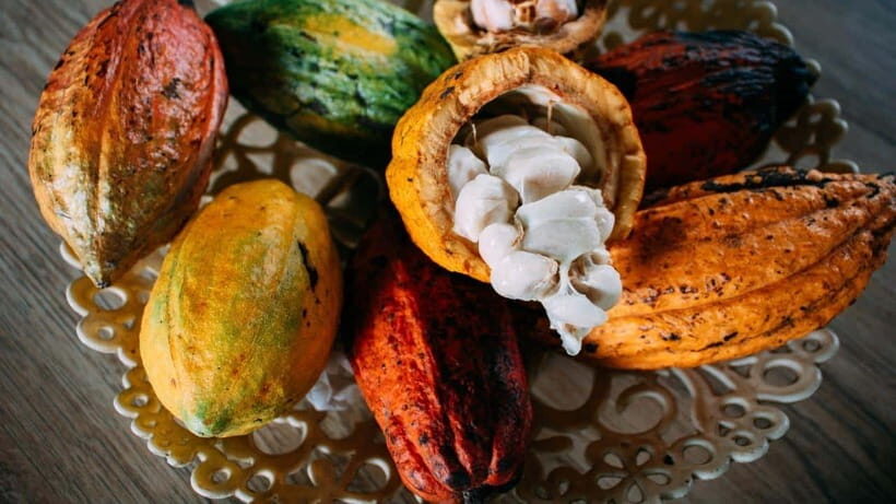 Can Tho: Floating Market explore local life, Mekong farm - Cacao farm with cacao milk: tasting what the locals grow