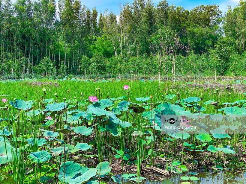 Can Tho: Lung Ngoc Hoang Forest Nature Reserve Half-Day Tour - Who this tour suits best (and who should rethink it)