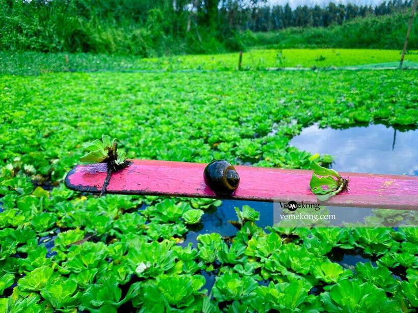 Can Tho: Lung Ngoc Hoang Forest Nature Reserve Half-Day Tour - Why Lung Ngoc Hoang feels different from Can Tho