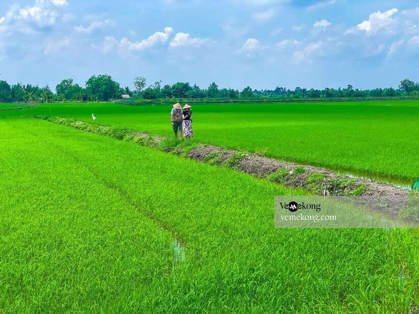 Can Tho: Lung Ngoc Hoang Nature Reserve & Forest Tour - The 25-meter observation tower and seasonal rice fields