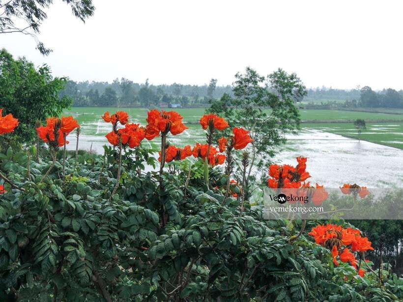 Can Tho: Lung Ngoc Hoang Nature Reserve & Forest Tour - The giant ficus microcarpa: history you can see