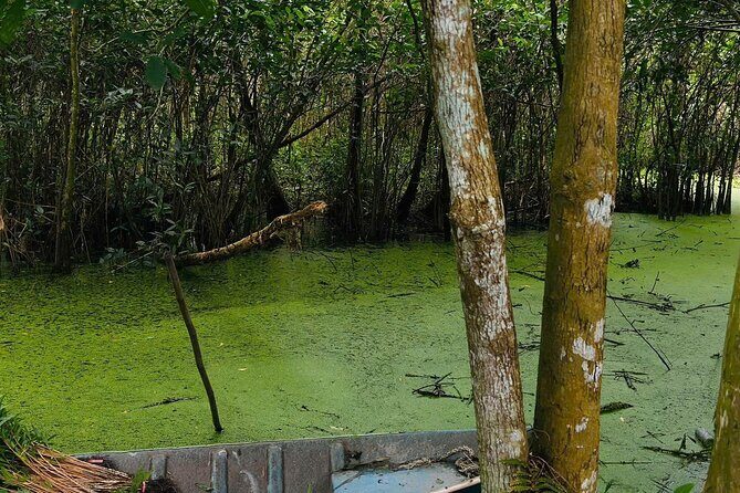Can Tho: Lung Ngoc Hoang Nature Reserve & Hidden Forests - The canal boat ride: plants, quiet water, and bird energy