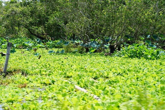 Culture and Wildlife Discovery Explore Chau Doc Tra Su Forest - From Can Tho at 6:00am: Getting Into the Mekong Delta Pace