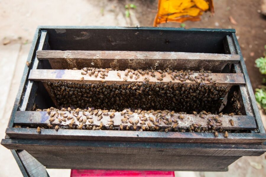 From Ho Chi Minh: Mekong Delta Private Day Tour - Rowing Boat Through Mangroves and the Village Ride You Didn’t Expect