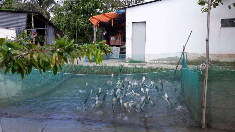 Mekong Day Tour by Car:Cai Be market, Local Island & Cycling - The Return to Ho Chi Minh City (and What to Do With Your Evening)
