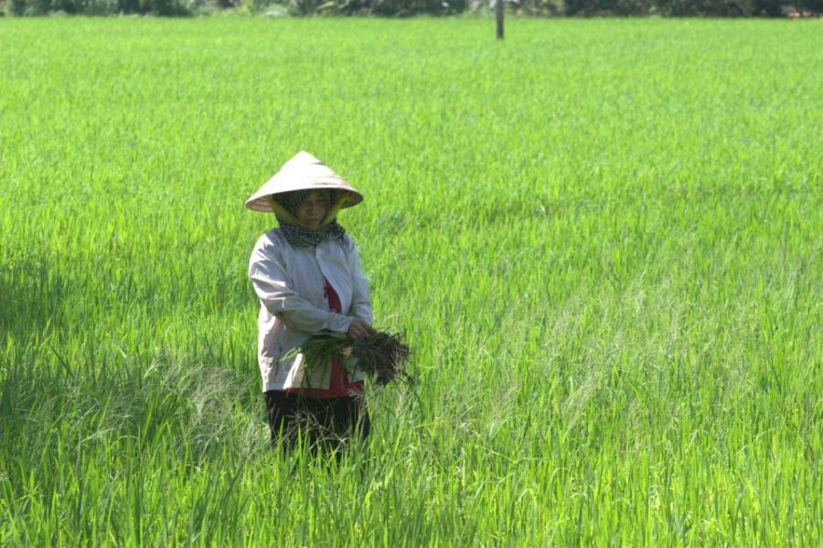 Mekong Delta Private Tour from Ho Chi Minh City - Ben Tre: the Coconut Kingdom in real work form