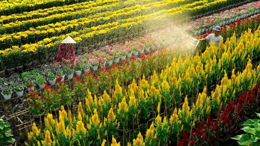 Mekong Delta Tour 2-Day (SaDec – Can Tho - My Tho - Ben Tre) - Can Tho night: what you gain from sleeping in the Delta