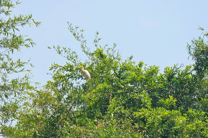 Private Full Day Mekong Delta Tour to Dong Thap Muoi Wetlands - Key things I’d plan around