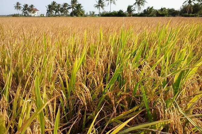Private Mekong Delta Less Tourist - Coconut Island Tour - Key Reasons This Tour Works Well
